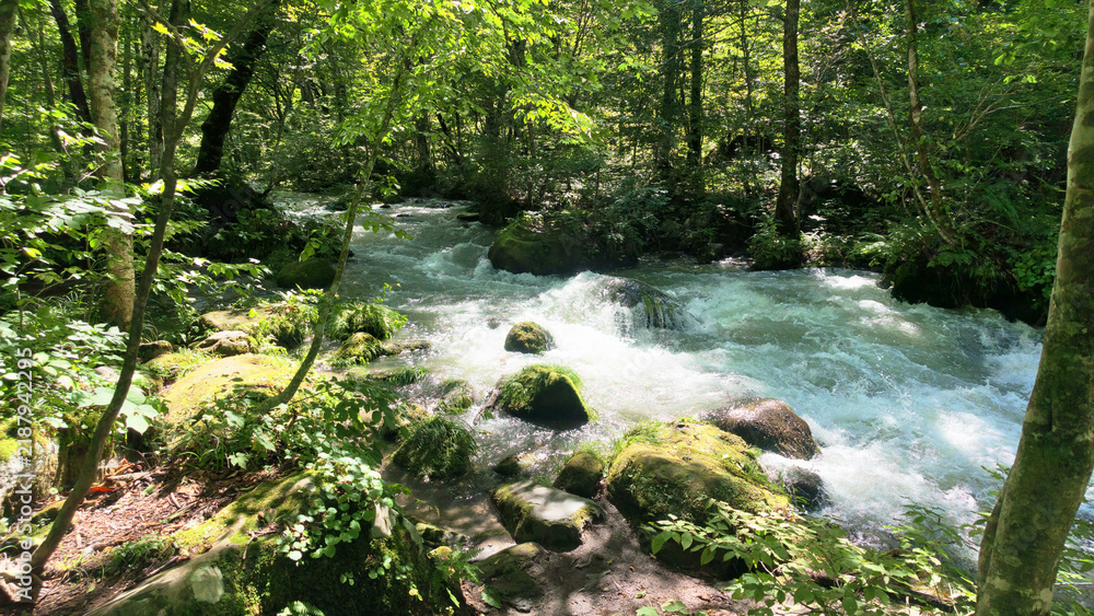 Fototapeta premium Oirase Gorge Stream flows from Lake Towada on the border of Aomori and Akita in Aomori Japan