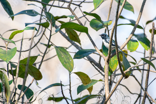 Male black-throated blue warbler perched on a thin tree branch