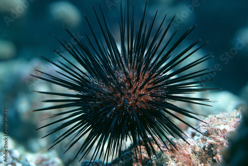 Sea Urchin, Fascinating Marine Animal and Underwater Sea Life