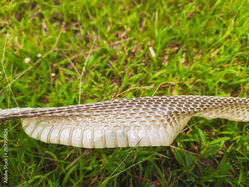 Snake Shed Skin on Grass Showing Molting Process of a Wild Reptile
