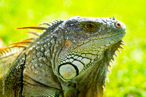 Картината върху платно Iguana on bright green grass