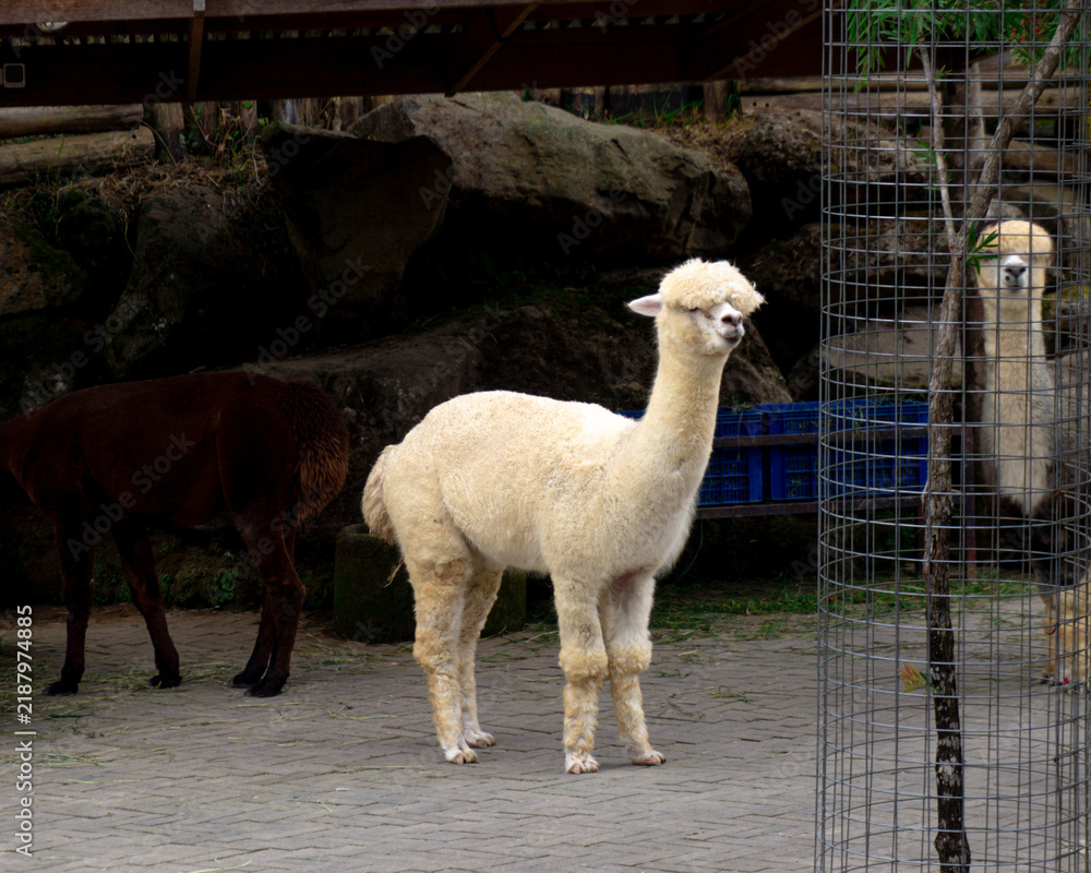 Obraz premium A group of cute white and brown alpacas resting in a wooden farm shelter. Perfect for agriculture, zoo, and animal husbandry themes.