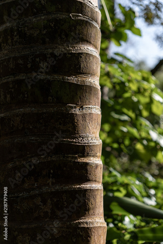 Close-up texture of a palm tree trunk with lush green foliage in the background