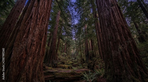 Giant redwood trees in dark forest