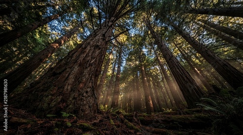 Low angle view of tall redwood trees in forest with sunbeams
