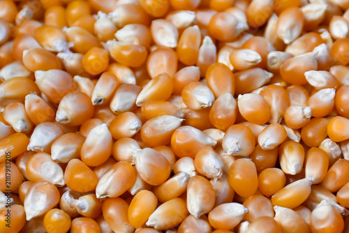 close up of popcorn kernels corn seed