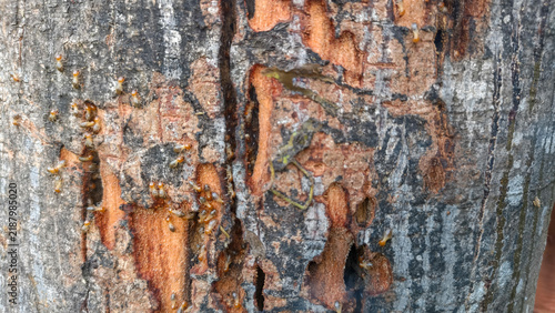 Damaged Tree Bark Surface Eaten By Termites For Pest Control Background