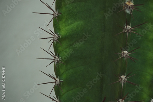 Cuadro en lienzo Close up of dark green cactus stem with sharp brown thorns against minimal neutral wall, perfect for modern botanical and interior decor concepts