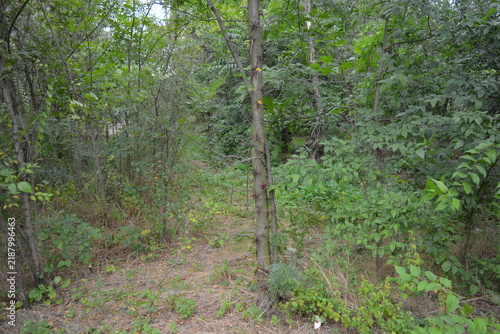 Quadro su tela Vibrant, dense deciduous forest growing in the small area near the Krymka River of the city of Dnipro, Ukraine