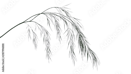Willow leaves hang gracefully along slender arching branches depicted in minimalist monochrome against a white background.