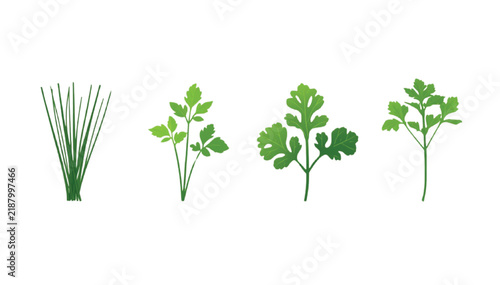 Culinary herbs collection featuring fresh chives, parsley, and cilantro stems is aligned on a plain white backdrop.