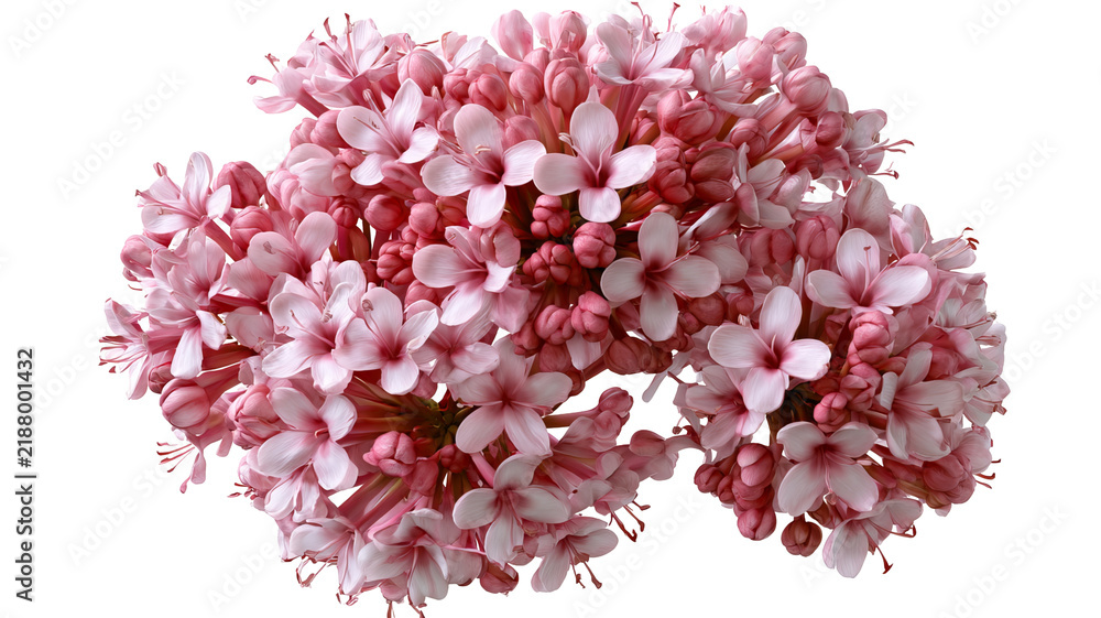 Obraz premium Fresh valerian herb with green leaves and natural botanical texture, isolated PNG on transparent background