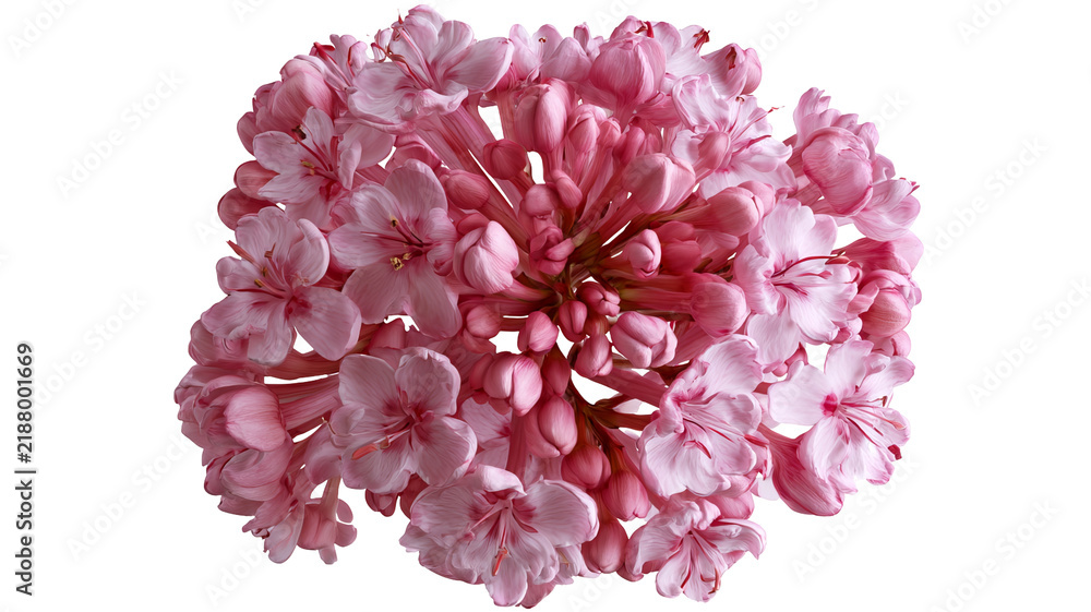 Obraz premium Fresh valerian herb with green leaves and natural botanical texture, isolated PNG on transparent background