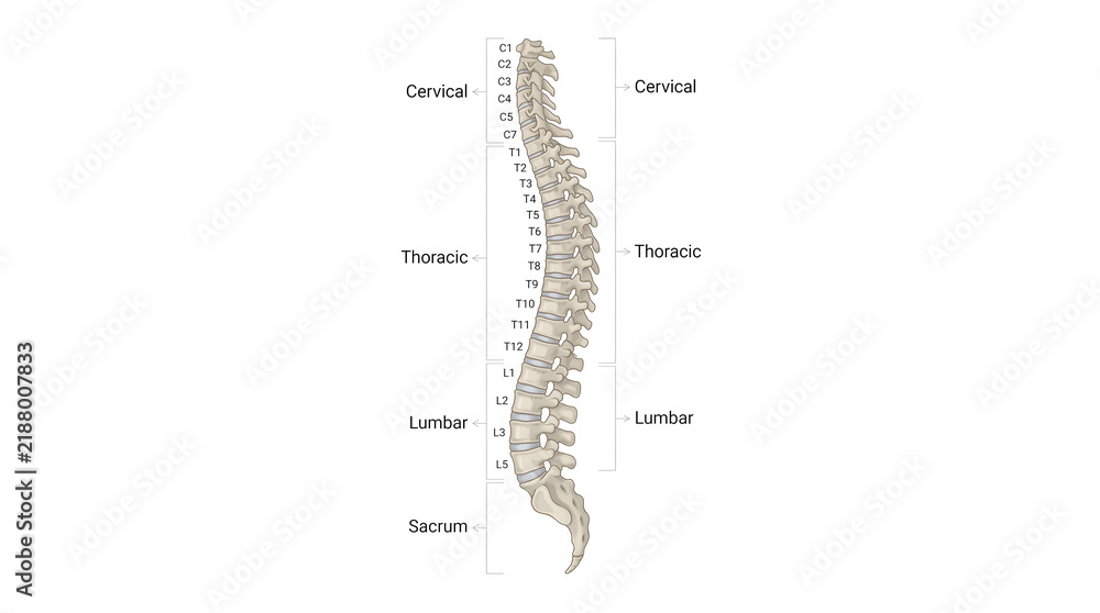 Obraz premium Anatomical illustration of the human vertebral column with labeled segments