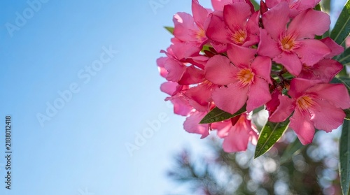 Pink oleander flowers against clear blue sky