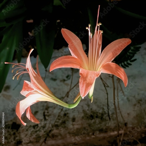 Two blooming peach lily flowers with prominent stamens on dark background