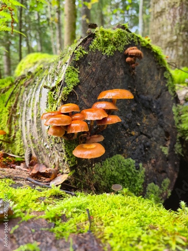 Fotografie Wild cluster mushrooms on decaying mossy log in sunny woodland
