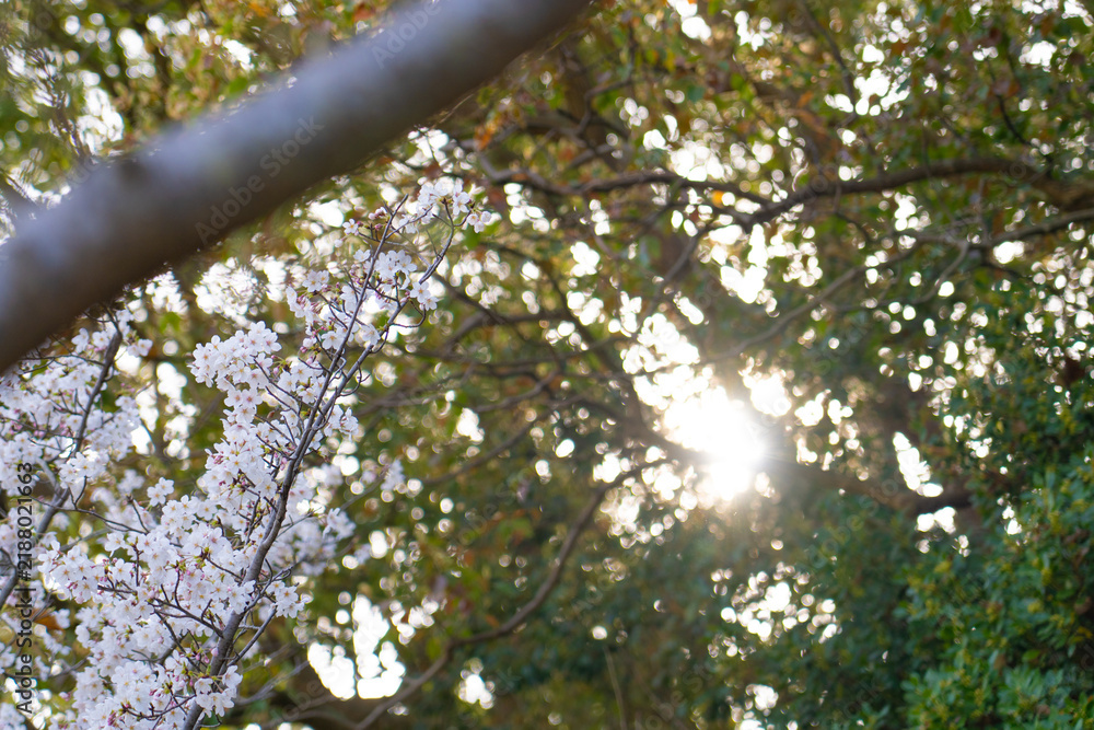 Obraz premium Backlit Cherry Blossoms and Sunlight Filtering Through Green Trees