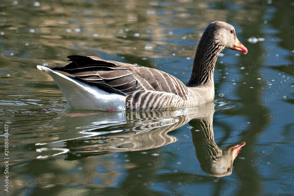 Fototapeta premium Greylag goose swimming on a calm pond with a clear water reflection