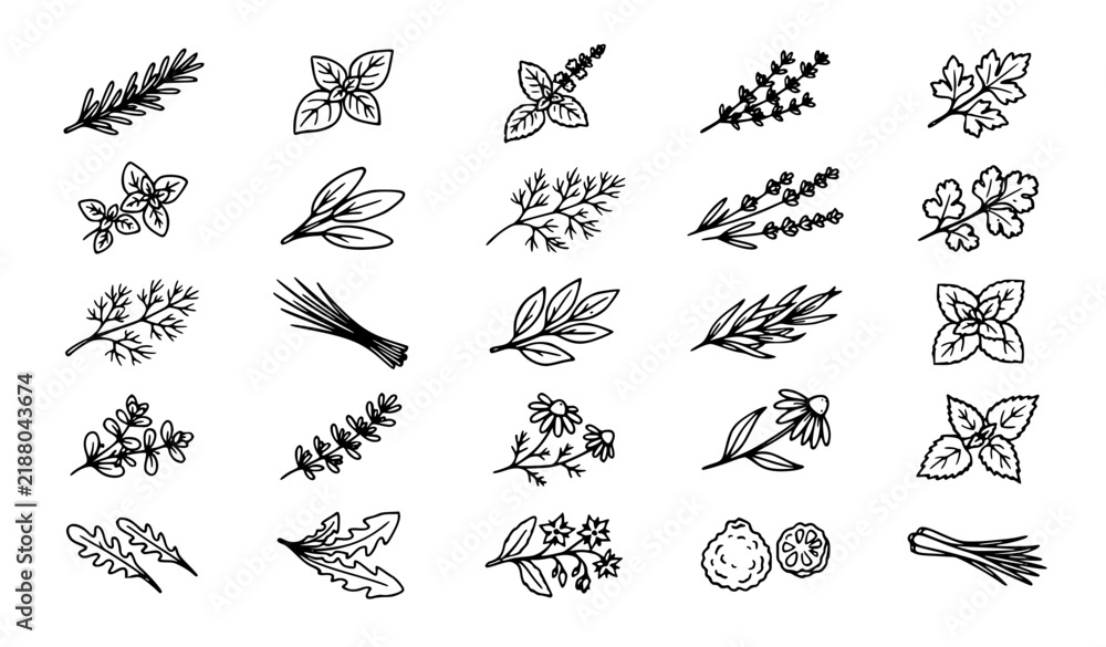 Fototapeta premium Organic Culinary Herb Botanical Icon Set