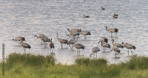 Crane, grus grus, crane, birds, gruidae, gruiformes, crane birds, sleeping community, sleeping place, waitbirds, birds