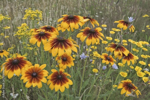 Flower meadow with black-eyed Susan (Rudbeckia hirta), Emsland, Lower Saxony, Germany