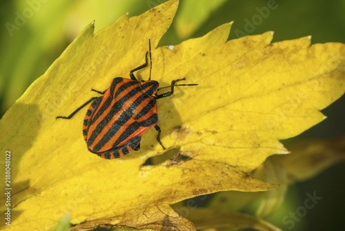 Graphosoma italicum, minstrel bug, striped bug, leaf bugs, insects, bugs