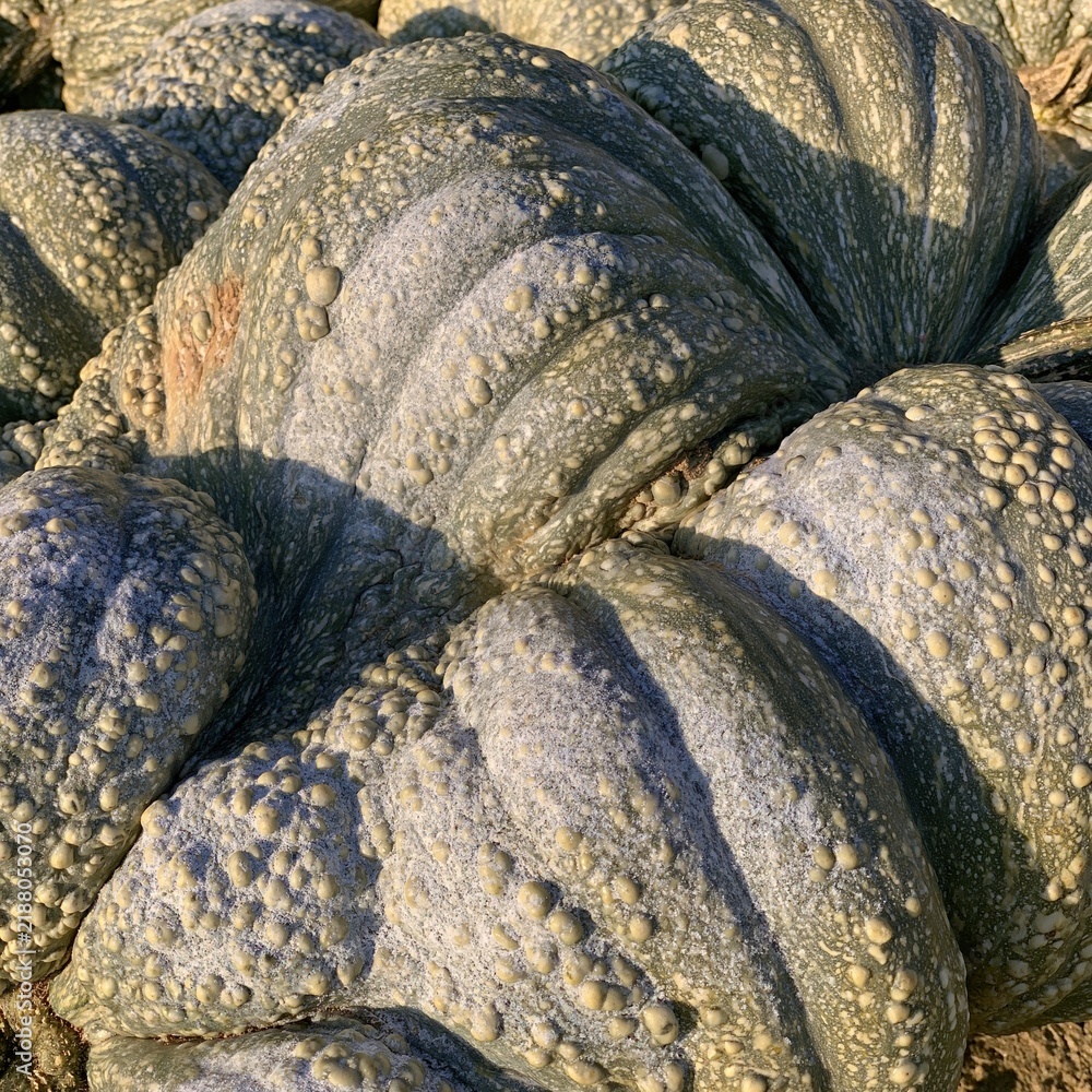 Fototapeta premium National pumpkin day celebration featuring a textured heirloom pumpkin with warty skin and ribbed rind, perfect for organic backgrounds and autumn banners