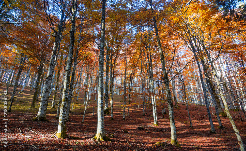Obraz premium The sun slowly sets, painting the silent forest gold and red.