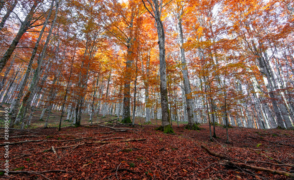Obraz premium Splendid mosaic of scarlet leaves illuminated by the last rays of sunlight