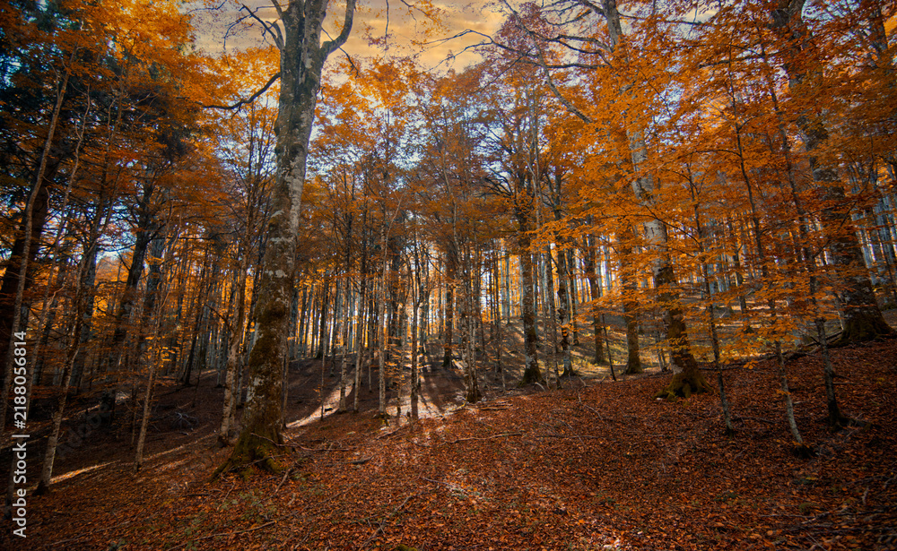 Obraz premium Spectacular symphony of orange and red hues under the autumn twilight sky