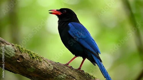 Blue-black feather bird singing on the branches, blue-feathered red-billed bird singing on the branches