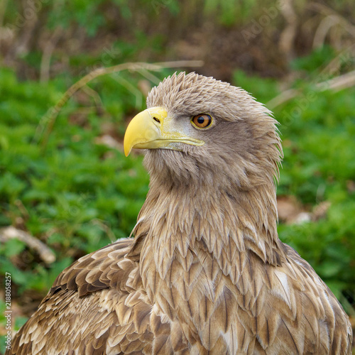 White-tailed Eagle Portrait Close Up⁠