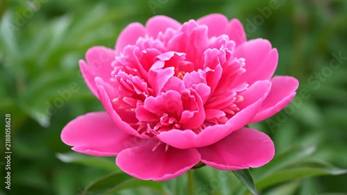 Close-up of pink peony flowers in bloom, pink peony flowers in bloom