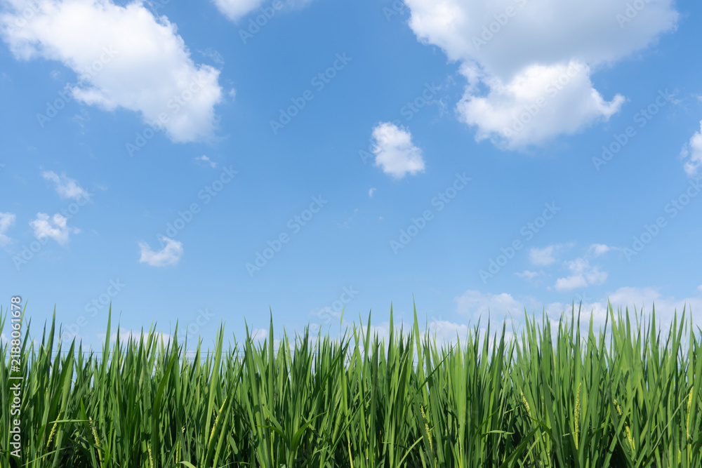 Fototapeta premium Lush green rice stalks in the foreground with blue sky and white clouds above.