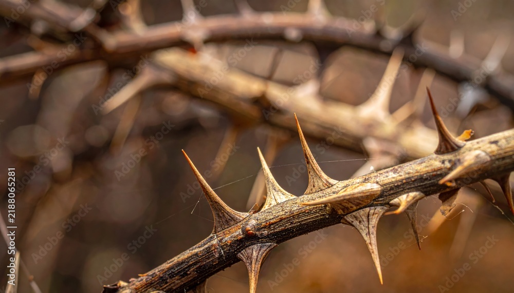 Fototapeta premium Crown of Thorns on a Branch with Sharp Spikes and Natural Brown Texture in Close-Up Nature Background
