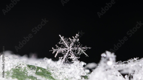 snowflakes, winter card, crystals of snow