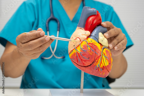 Fotografie Cardiovascular disease CVD, doctor with heart human model anatomy for treatment patient in hospital