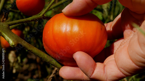 Gardener selecting ripe, sun-ripened tomatoes from a tomato plant in a home garden. Fresh naturally grown produce, organic gardening, seasonal harvest, and healthy eating concept.