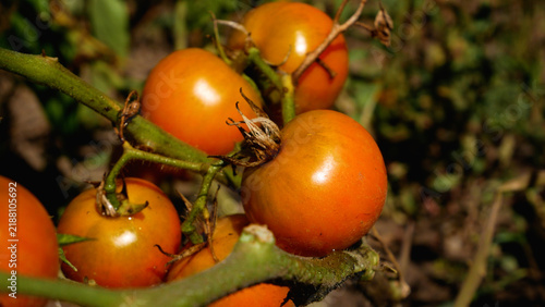 Fresh tomatoes at different stages of ripeness growing on a healthy tomato vine under sunlight. Organic farming, natural cultivation, nutritious fresh produce, healthy eating, and tomatoes as a