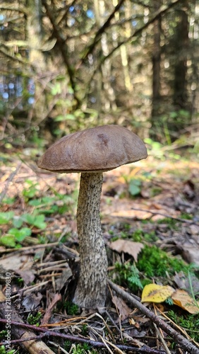 mushroom in the forest