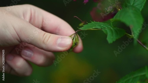 Hand gently touching an impatiens seed pod, triggering its explosive dehiscence and scattering seeds, illustrating nature's fascinating mechanism of seed dispersal and botanical wonder