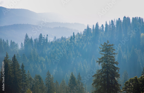 Atmospheric Carpathian mountain landscape with forest-covered slopes, spruce and other evergreen trees disappearing into soft morning or evening mist. Gentle natural light creates a peaceful, layered