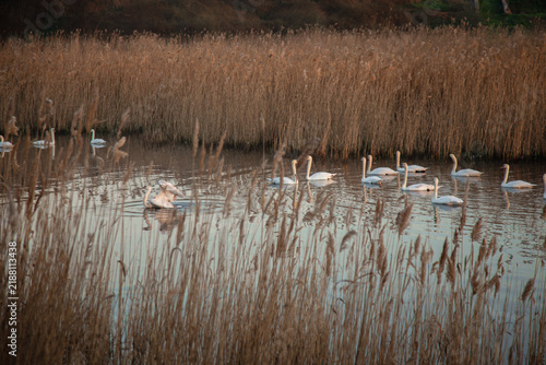 Beautiful white swans swimming on a calm pond at sunrise. Misty morning landscape.