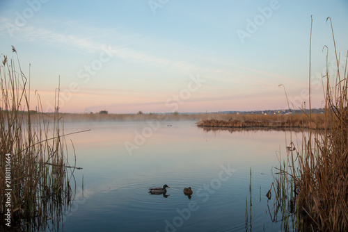Two wild ducks swimming on a calm lake surrounded by tall reeds at dusk. Peaceful wetland landscape with still water, soft pastel sky and reflections, creating a tranquil natural atmosphere.