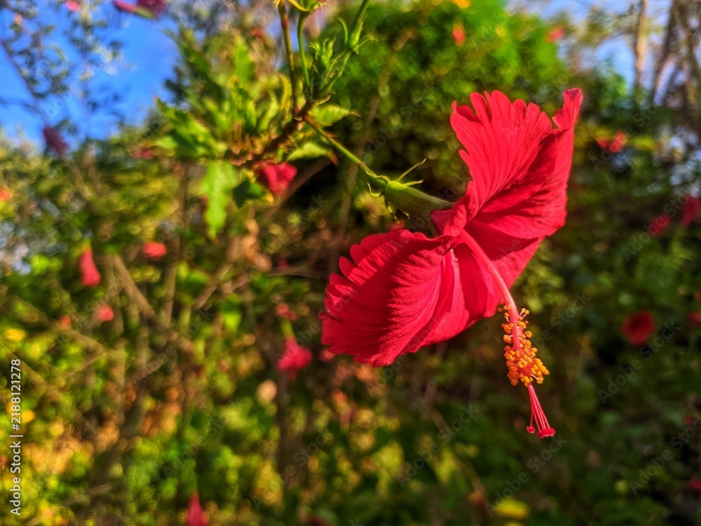Fototapeta premium Vibrant Red Hibiscus Flower Blooming in Sunny Tropical Garden