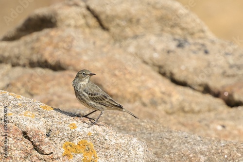 Fotografía pipit maritime