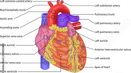 Human Heart Anatomy, Anterior View Showing Aorta, Pulmonary Arteries, Veins and Ventricles