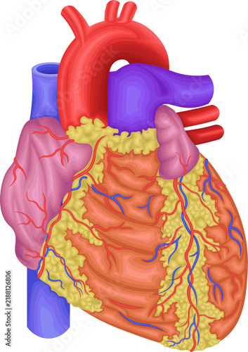 Human Heart Anatomy, Anterior View Showing Aorta, Pulmonary Arteries, Veins and Ventricles