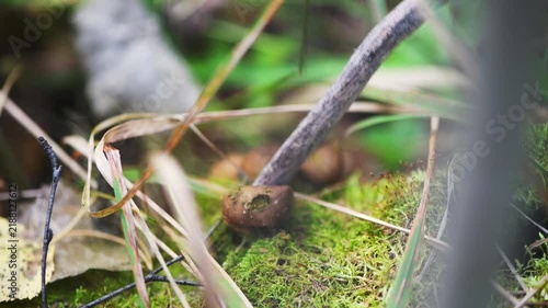 Stick strikes a false puffball on a mossy forest floor, releasing a vivid green cloud of spores into the air, capturing fungal reproduction and autumn woodland detail